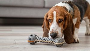 Best dog toys for basset hound 2026