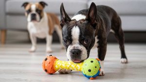 Best Dog Toys for Boston Terrier