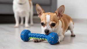 Best Dog Toys for Chihuahua