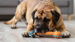 Best dog toys for mastiff 2026