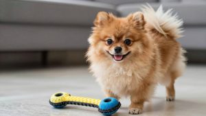 Best Dog Toys for Pomeranian