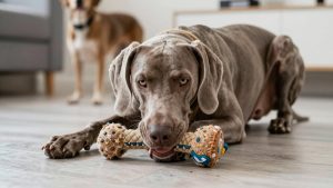 Best dog toys for weimaraner 2026