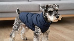 Best Dog Winter Coat for Miniature Schnauzer