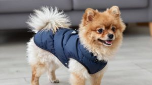 Best Dog Winter Coat for Pomeranian