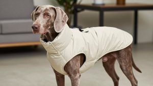 Best dog winter coat for weimaraner 2026
