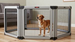 Best Electric Dog Fences for Reliable, Humane Containment