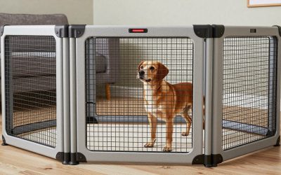 Best Electric Dog Fences for Reliable, Humane Containment