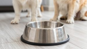 Best Elevated Dog Bowls for Large Dogs in 2026: Compared and Ranked