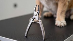 Best Hoof Trimmers in 2026: Compared and Ranked