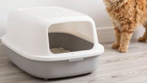 Best Litter Box for High Spraying Cats in 2026: Compared and Ranked