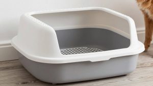 Best Litter Box to Keep Dogs Out (2026): 7 Dog-Proof Picks