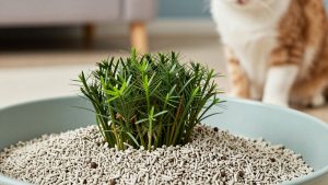 Best Non Clumping Litter for Kittens: Safe, Low-Dust Options by Age