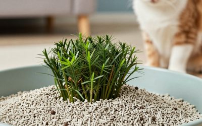 Best Non Clumping Litter for Kittens: Safe, Low-Dust Options by Age