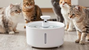Best pet water fountain for multiple cats in 2026