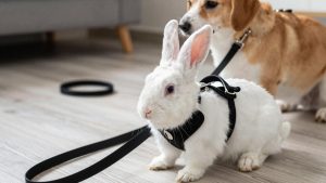 Best Rabbit Harnesses and Leashes in 2026: Compared and Ranked