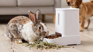 Best Rabbit Hay Feeders for Mess Free Feeding in 2026: Compared and Ranked
