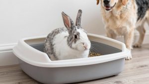 Best Rabbit Litter Boxes for Litter Training in 2026: Compared and Ranked