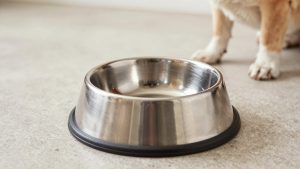 Best Raised Dog Bowls in 2026: Compared and Ranked