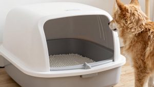 Best self cleaning litter box in 2026