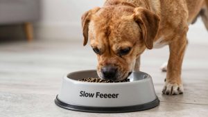 Best Slow Feeder for Flat Faced Dogs in 2026: Compared and Ranked