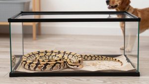 Best Snake Enclosures for Ball Pythons in 2026: Compared and Ranked