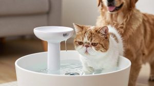 Best Water Fountain for Flat Faced Cats in 2026: Compared and Ranked