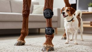 Best Wearable Lameness Sensors for Horses in 2026: Compared and Ranked