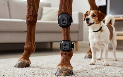 Best Wearable Lameness Sensors for Horses in 2026: Compared and Ranked