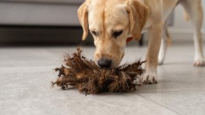 Clumping vs Crystal vs Pine Cat Litter: Which One Fits Your Cat and Your Home?