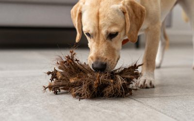 Clumping vs Crystal vs Pine Cat Litter: Which One Fits Your Cat and Your Home?