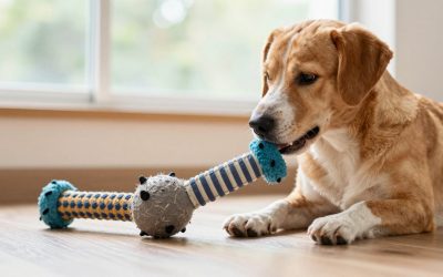 How to Choose Durable Pet Toys in 2026: What Actually Matters