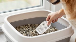 How to Remove Odors From Litter Boxes (2026): Step-by-Step