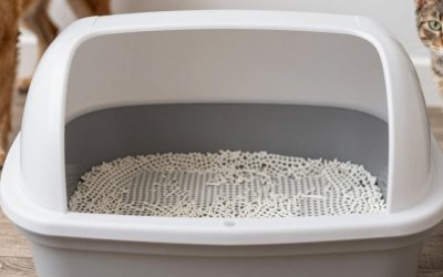 IRIS USA Top Entry Cat Litter Box Review: Size, Lid Fit, and Cleaning