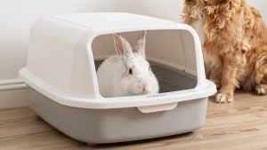 PODOO Rabbit Litter Box vs Yuoaes Large Rabbit Litter Box Bunny: Which Should You Buy?