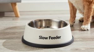 Slow Feeder Bowl vs Lick Mat: Which Is Right for Your Home (2026)