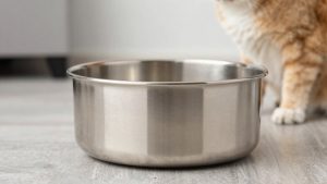 Stainless Steel vs Plastic Slow Feeder: Which Is Right for Your Home (2026)